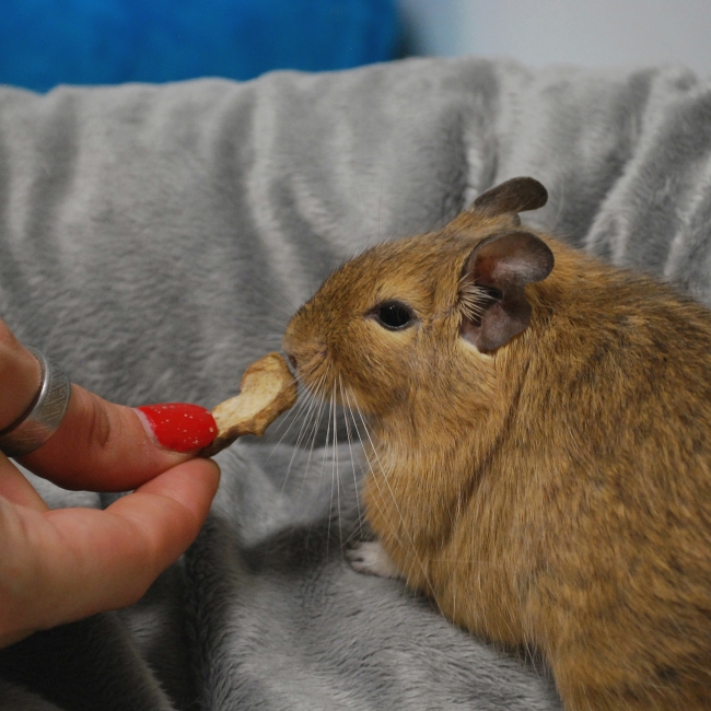 Karmelek - Koszatniczki do adopcji Szczecin 